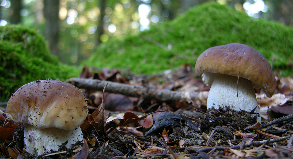 Piove domani si va a funghi.....